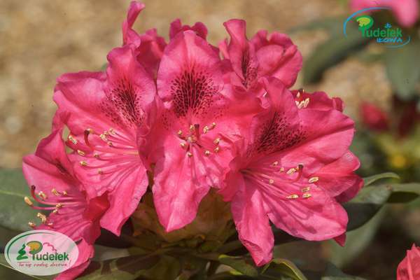 Rhododendron Nova Zembla